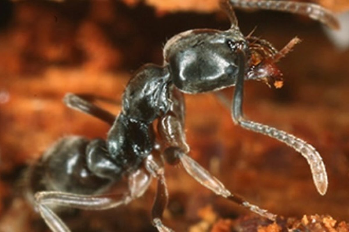 An invasive venomous ant is spreading in the US — here’s where people should watch out because a sting can be fatal