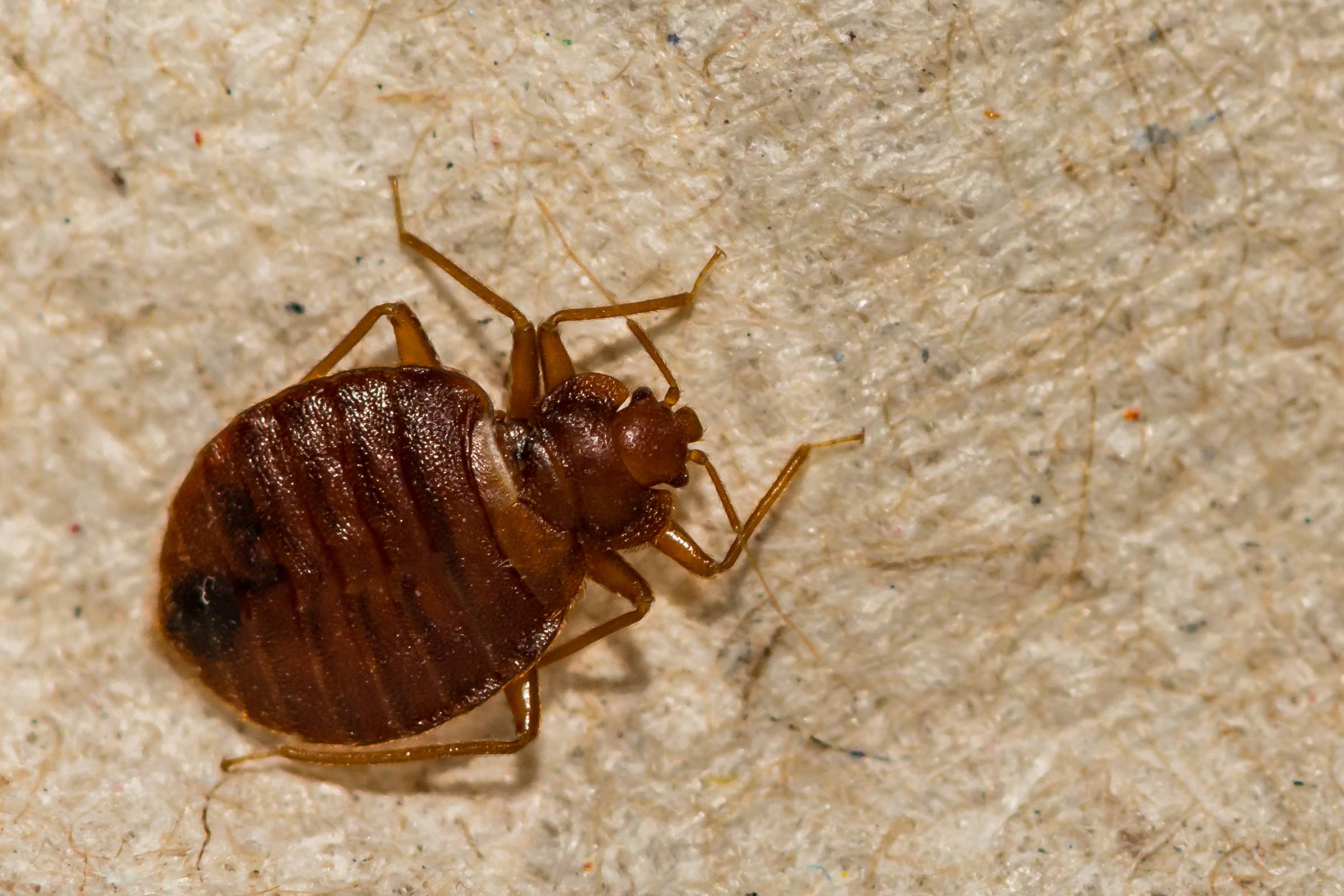 These bugs may be the oldest pests humans have had to deal with