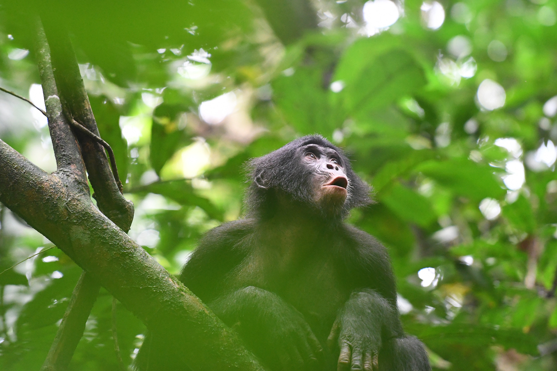 Turns out, bonobos ‘talk’ a lot like humans — Harvard Gazette