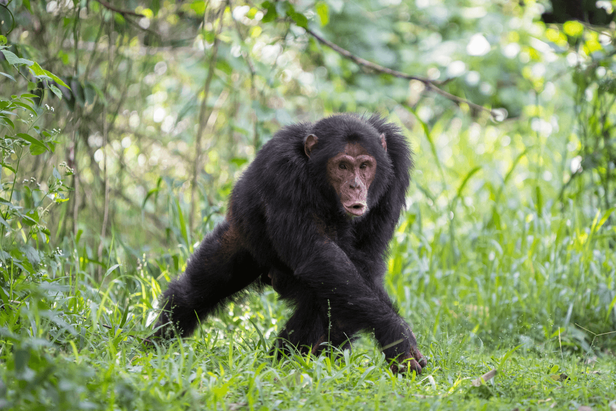 Chimpanzees have been filmed drumming in the wild. And scientists are stunned