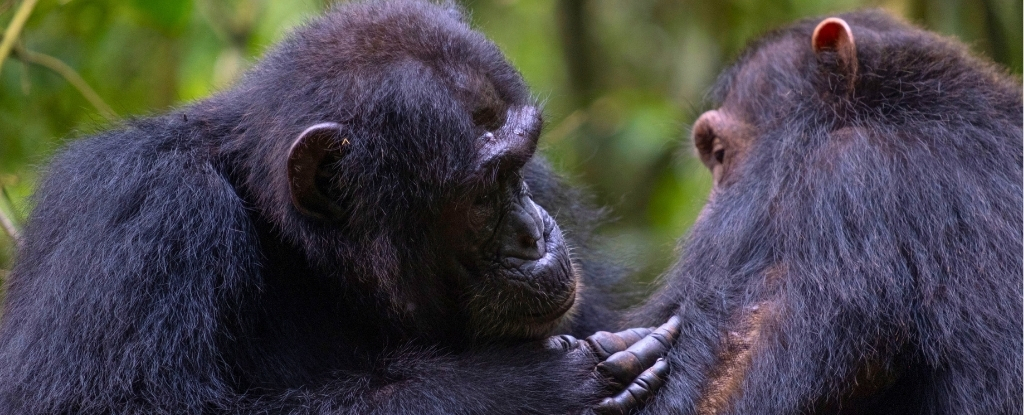 Wild Chimps Appear to Administer ‘First-Aid’ to Each Other : ScienceAlert