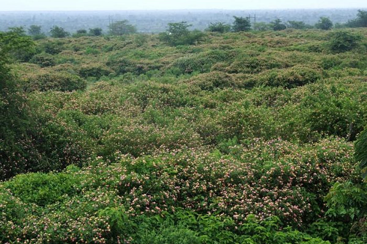Alien plants and animals have cost Europe over $1.5 trillion, study finds