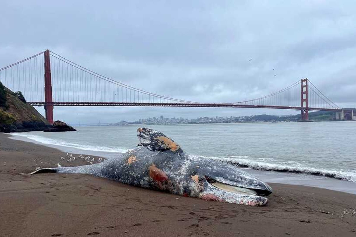 Mystery as six gray whales found dead after unusually high influx into San Francisco Bay