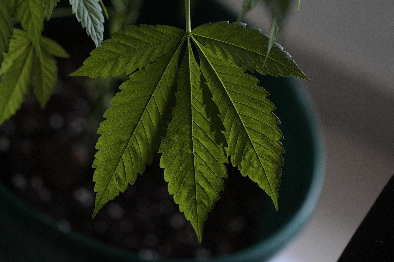 Despite Legalization, Cannabis Poses Risks in Pregnancy