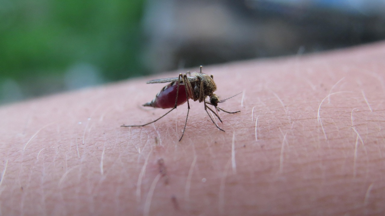 Malaria Linked to Childhood Blood Cancer