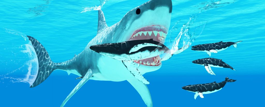 Giant Megalodon’s Prey Finally Revealed, And It’s Not What We Thought : ScienceAlert
