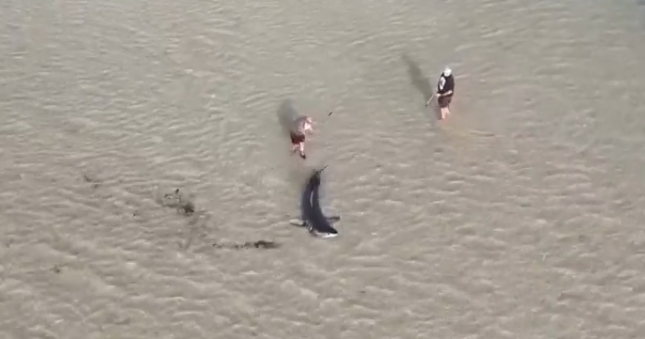 Great white shark stranded in shallow water in Australia rescued by locals — with an assist from an 11-year-old boy