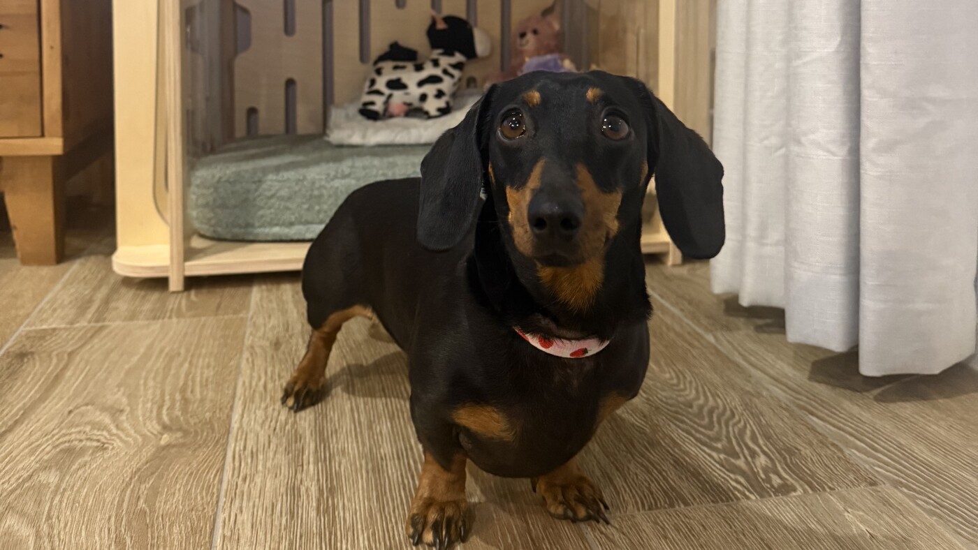 After 529 days alone in the Australian bush, Valerie the mini dachshund is home : NPR