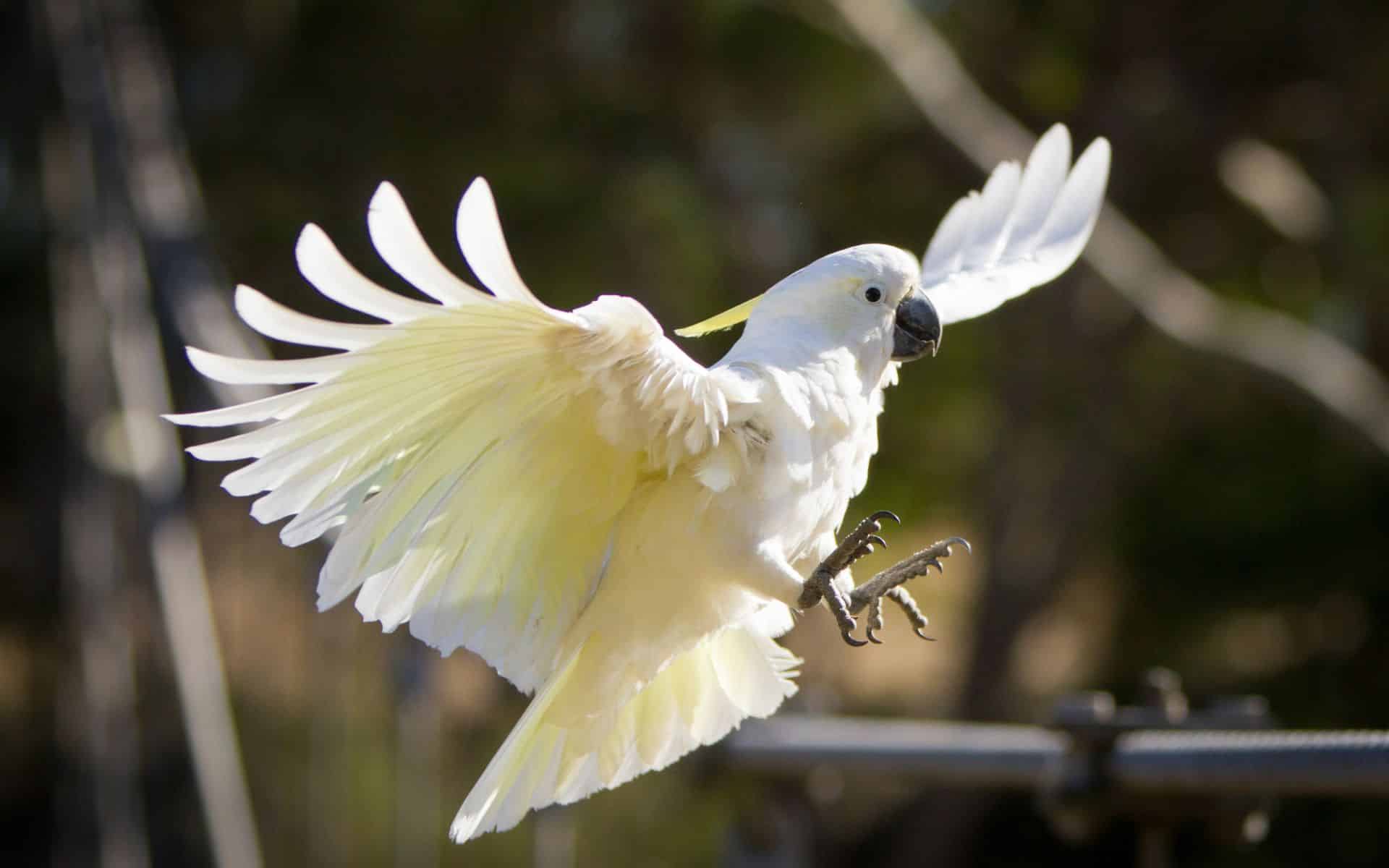 Sydney Parrots Are Up to Something Unusual in the City