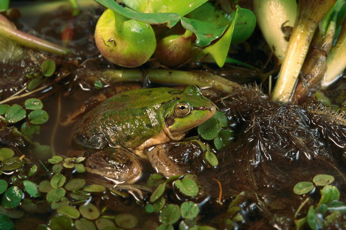 This bizarre shrinking frog is breaking nature’s biggest rules