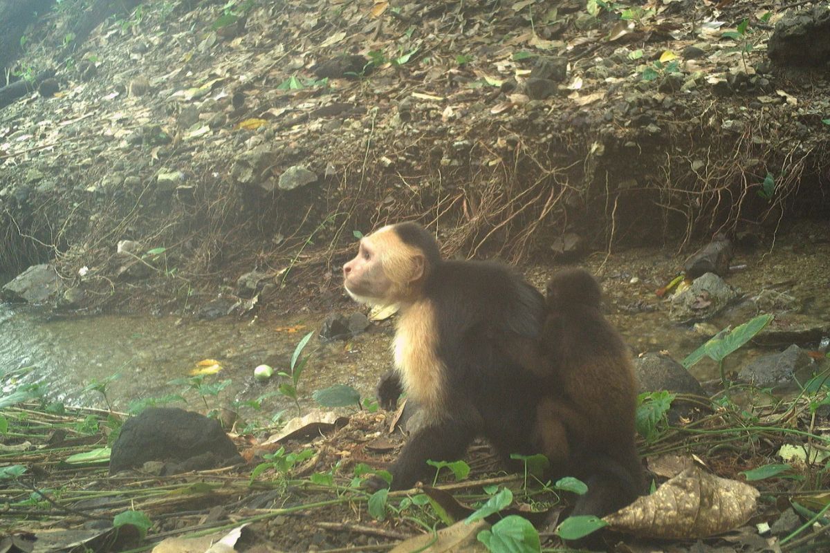 Monkeys kidnap babies from another species in a strange “tradition,” and scientists are stunned.