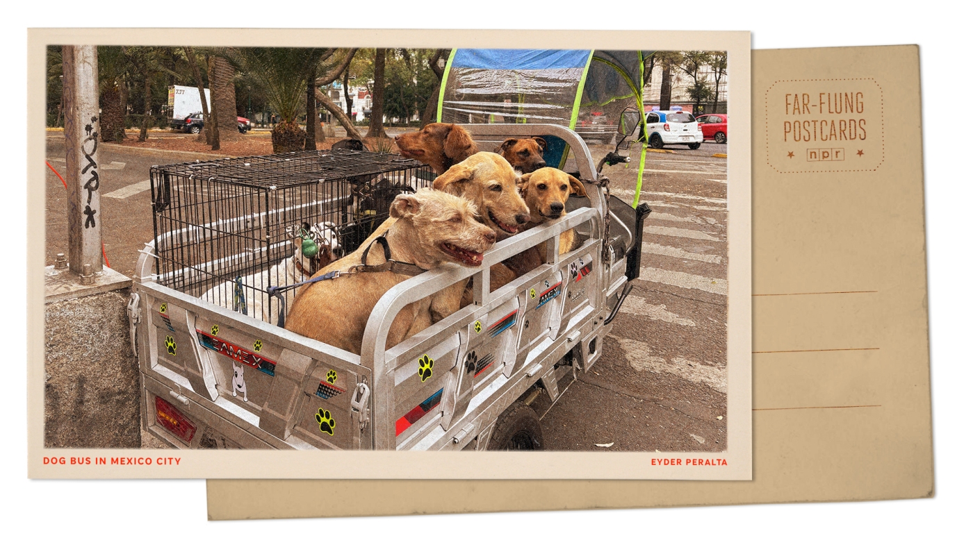 Mexico City bus takes dogs to school : NPR