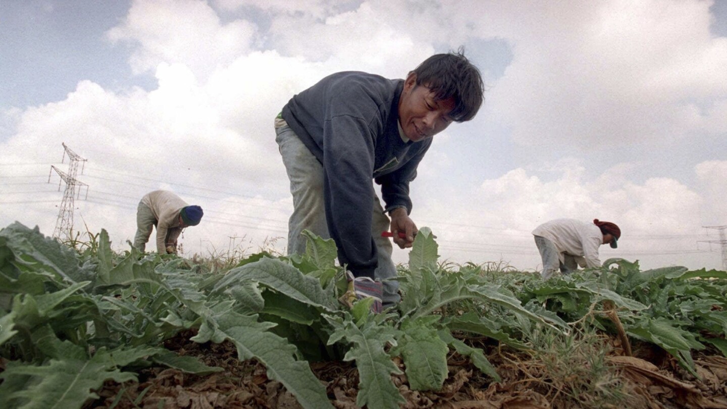 Why were so many Thai farmers among the hostages held by Hamas in Gaza?