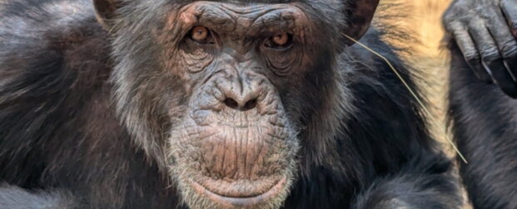‘Chimpfluencers’ Are Sticking Grass in Their Ears And Butts in Latest Viral Trend : ScienceAlert
