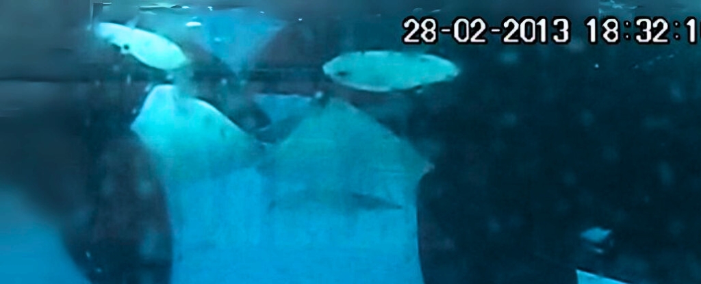 Orcas Caught ‘Kissing’ For Two Minutes With Tongue : ScienceAlert