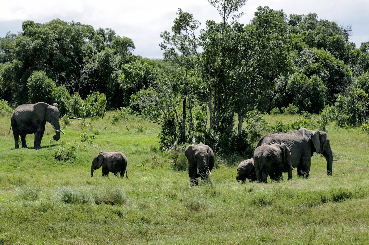 Elephant kills 2 female tourists in Zambian national park