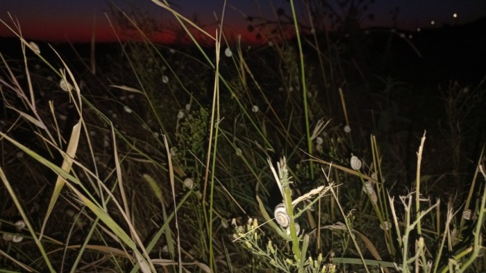 Endling — Putin’s war, a shattered Ukrainian reality . . . and snails