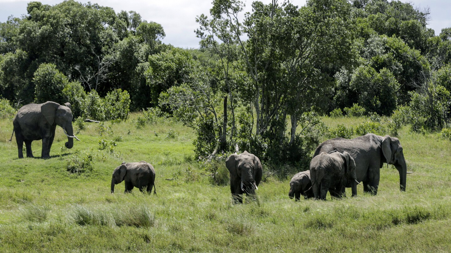 Elephant kills 2 female tourists from the UK and New Zealand in Zambian national park