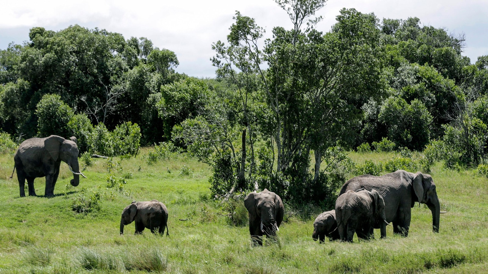Elephant kills 2 female tourists from the UK. New Zealand in Zambian national park