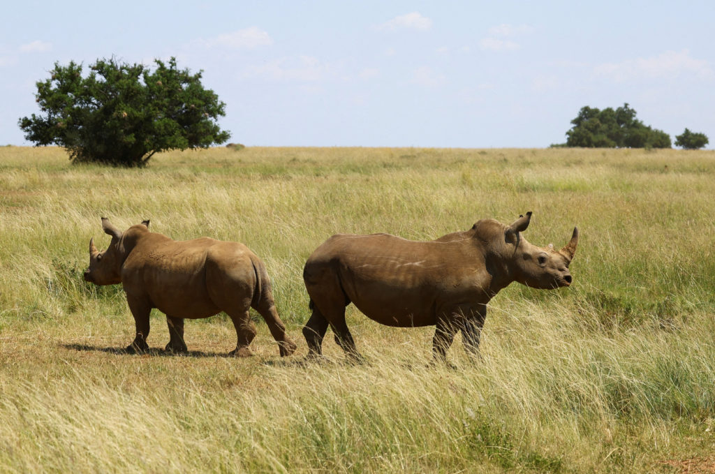 Scientists in South Africa make rhino horns radioactive to help anti-poaching effort