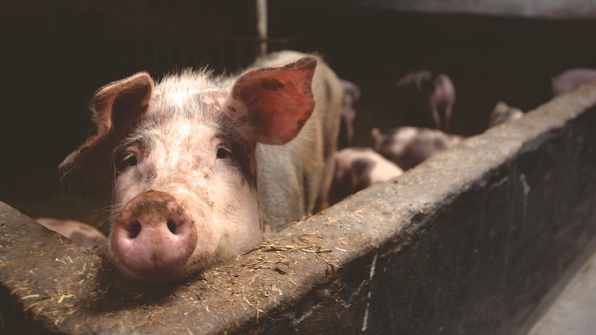 Farmers to get compensation of up to 80% of breeding animals cost, up to 25% for building farms