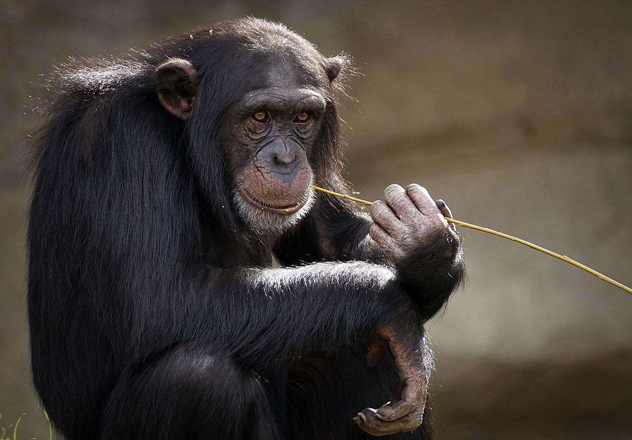 Novel Protein Found to Make Humans More Susceptible to Cancer than Primates