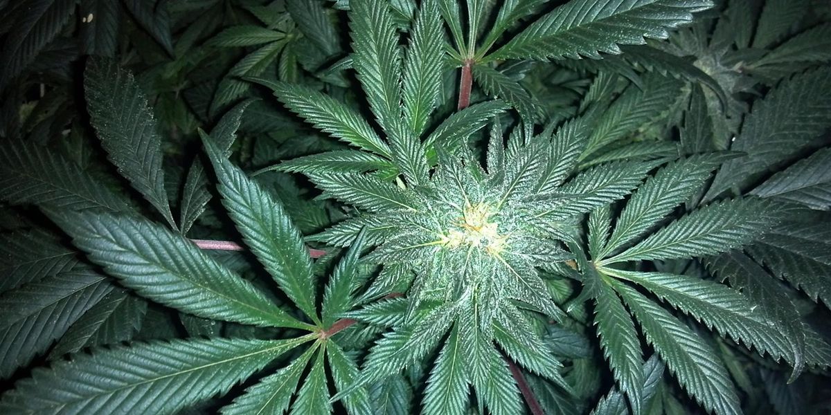 Cannabis Use Disorder Linked to 3x Higher Oral Cancer Risk