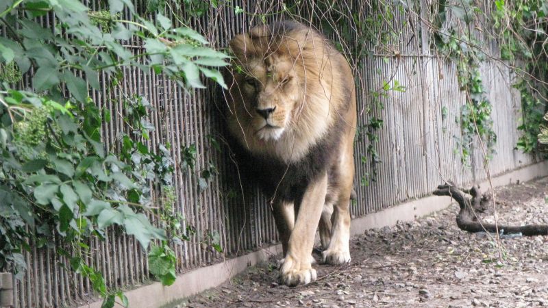 Denmark’s Aalborg Zoo asks people to donate unwanted pets to feed predators and imitate ‘natural food chain’