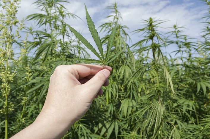 What is stopping Ukrainian farmers from growing industrial hemp?
