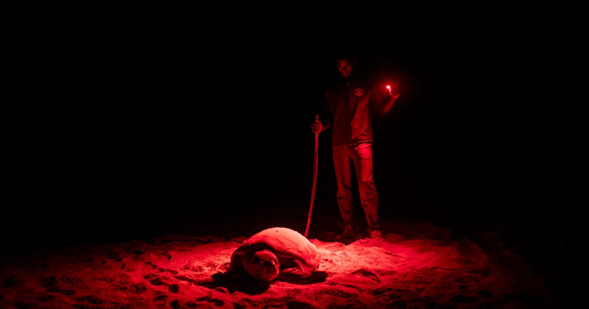 Europe’s impact on Cape Verde’s turtle crisis – POLITICO