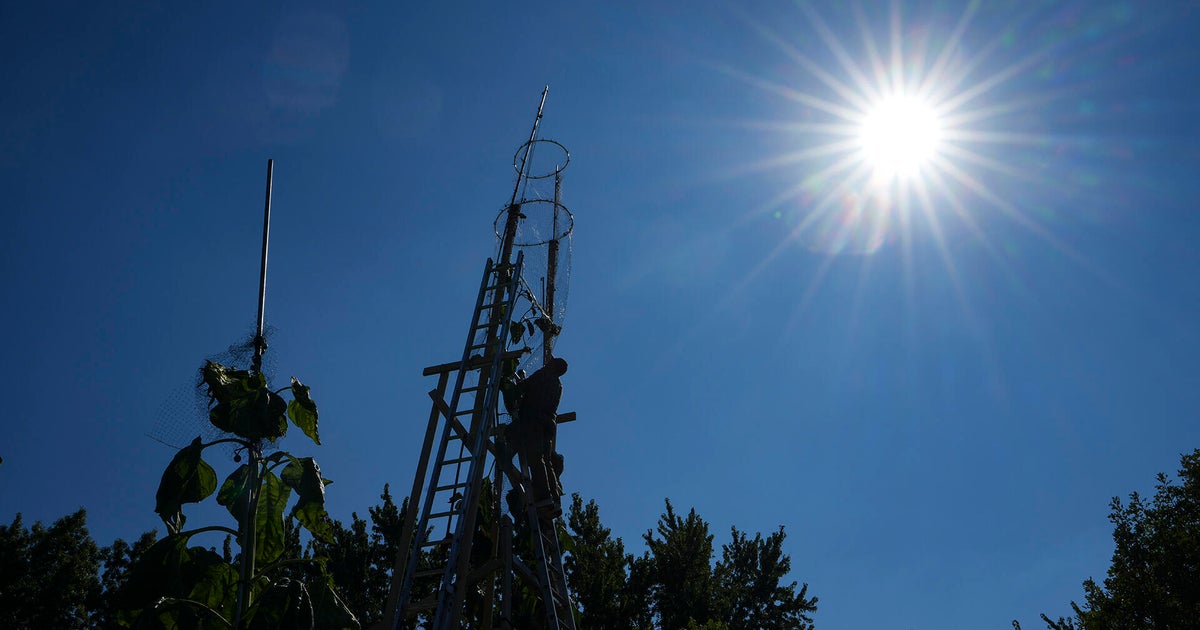 The world’s tallest sunflower blooms in an Indiana backyard as a tribute to Ukraine