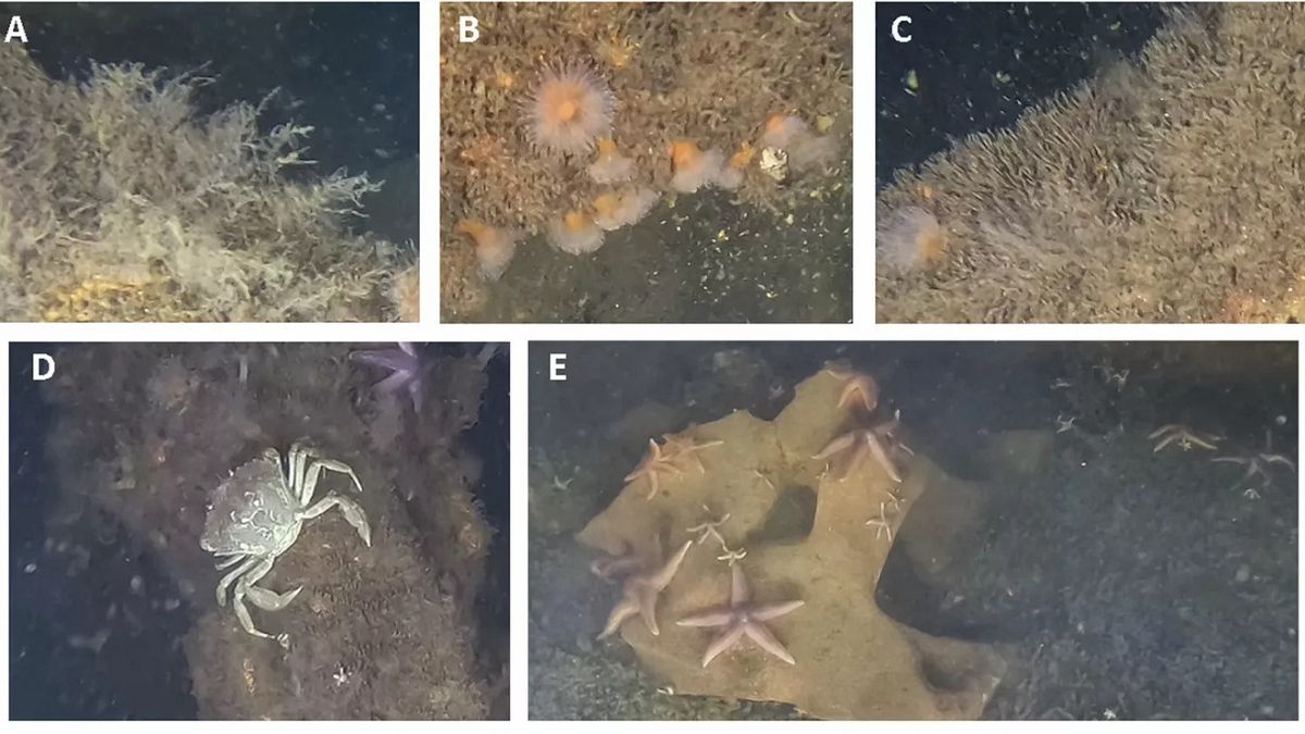 Scientists shocked to find marine life thriving on World War II explosives in the Baltic Sea