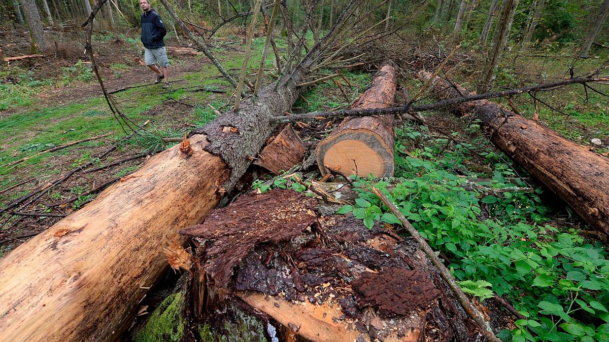 Sweden and Finland move to safeguard bioenergy production