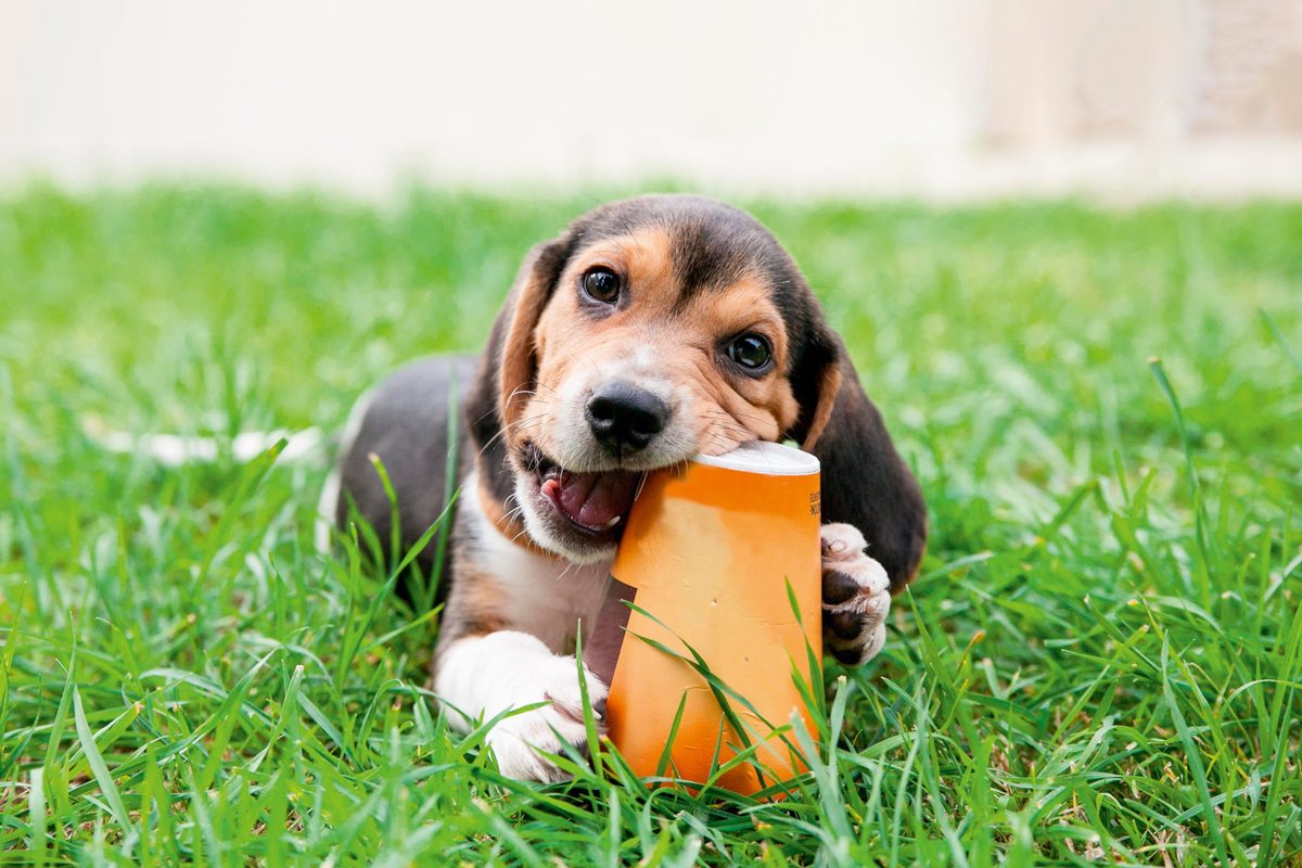 The (very cute) reason dogs are obsessed with trash