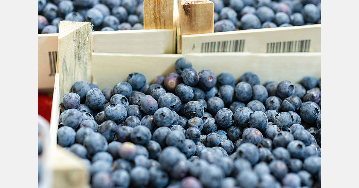 Türkiye expands blueberry exports to Europe
