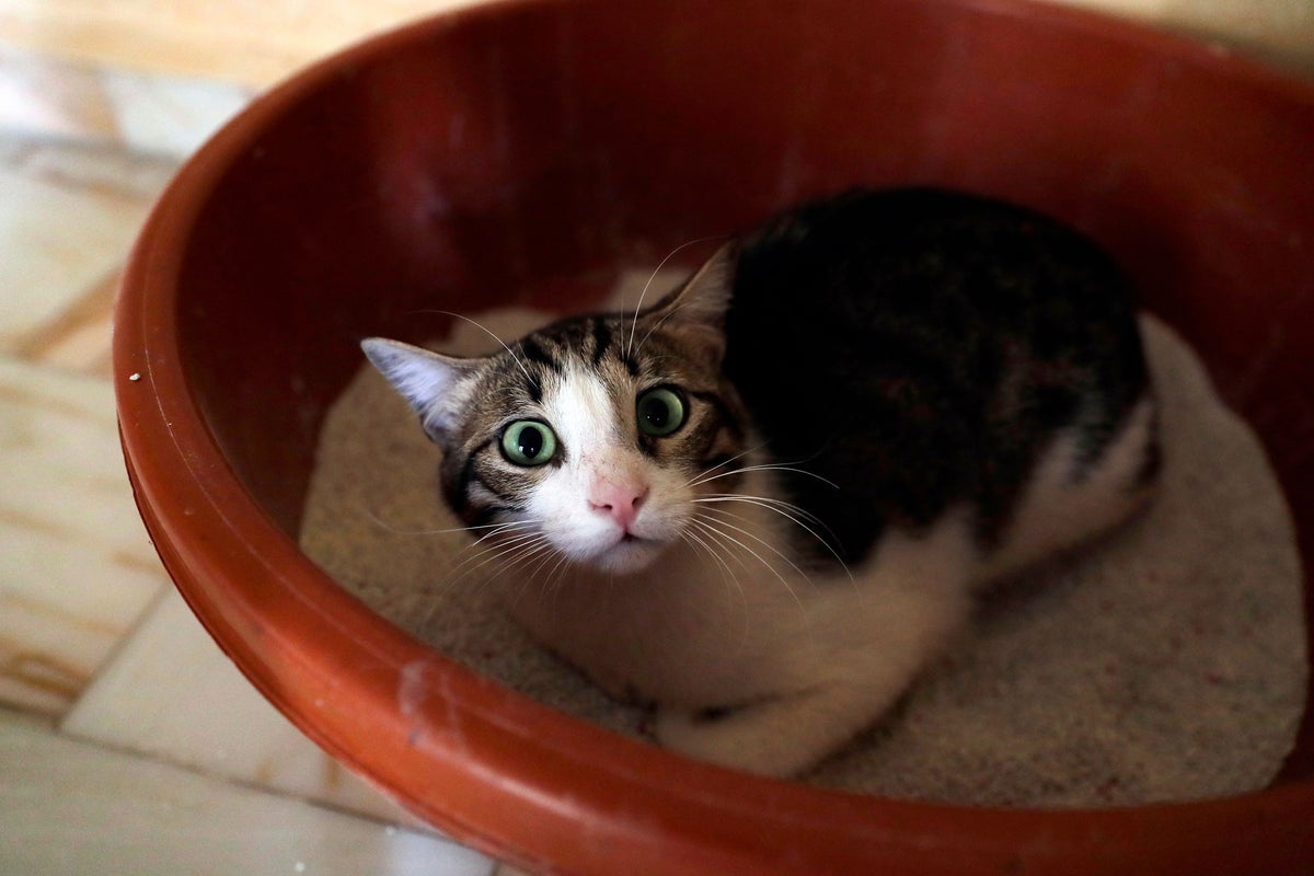 Ingesting onion could give your cat deadly anaemia, scientists warn