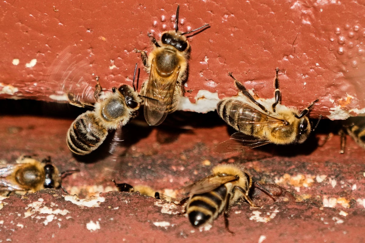 New bee parasite spreading around the world could impact billions