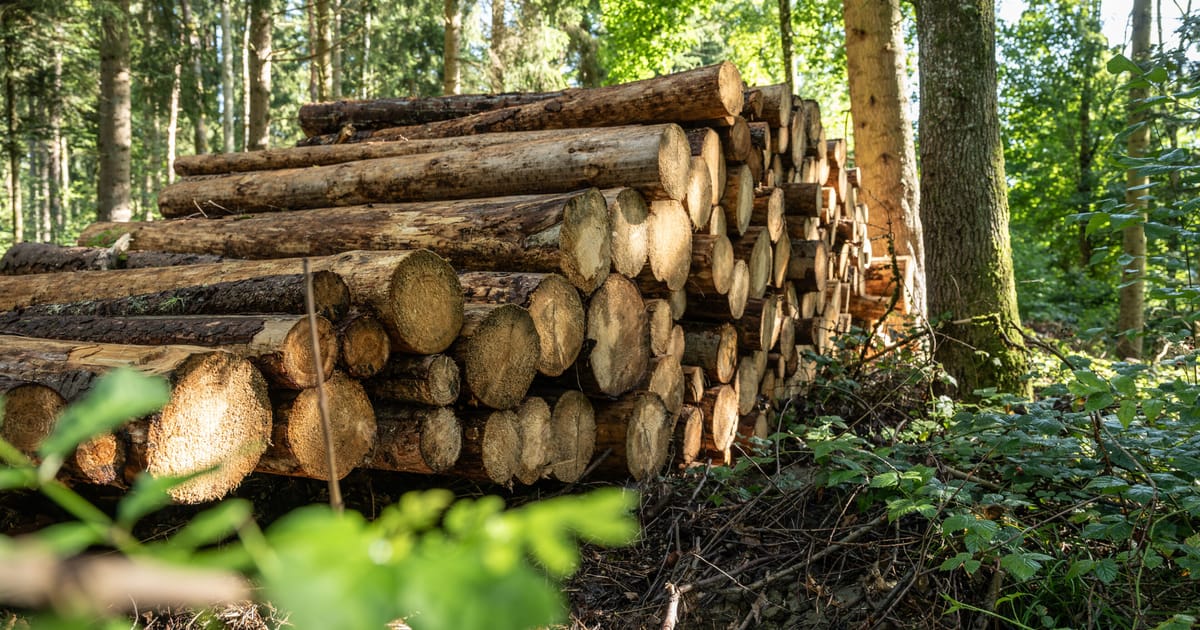 Brussels accused of sacrificing forests in crusade to save EU industry – POLITICO