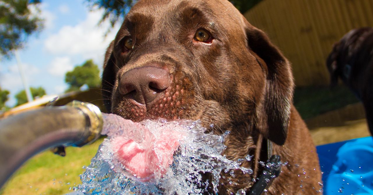 What Is Thirst? | WIRED