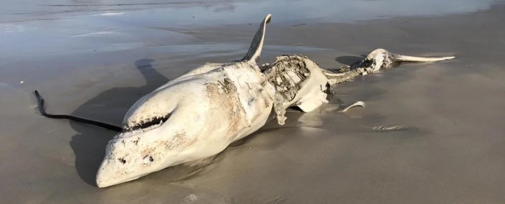 Great White Sharks Were Scared From Their Habitat by Just Two Predators : ScienceAlert
