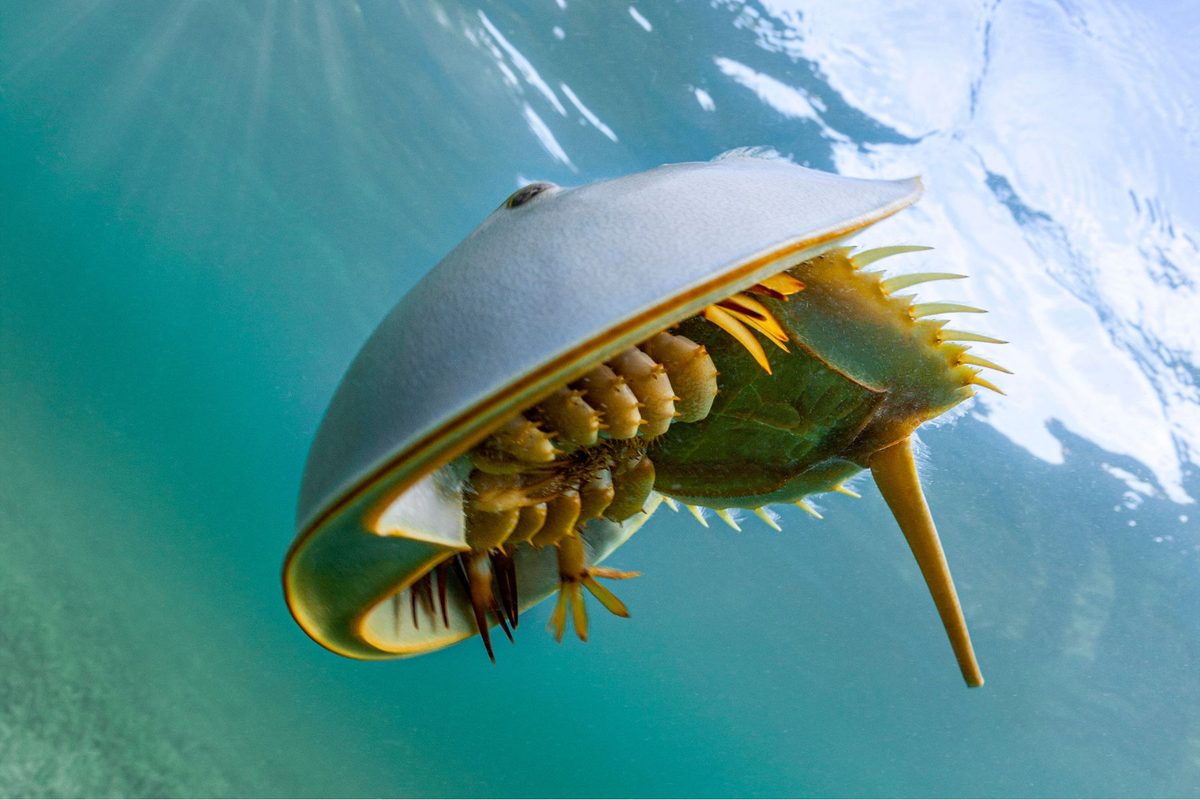 This ancient blue-blooded sea creature has saved countless human lives