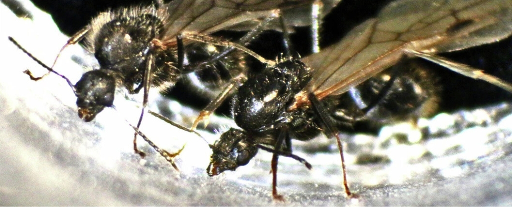Ant Queens Produce Offspring of Two Different Species, Stunning Scientists : ScienceAlert