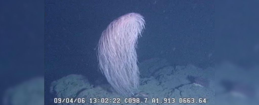 Can You Guess Which Star Wars Character This Coral Is Named After? : ScienceAlert