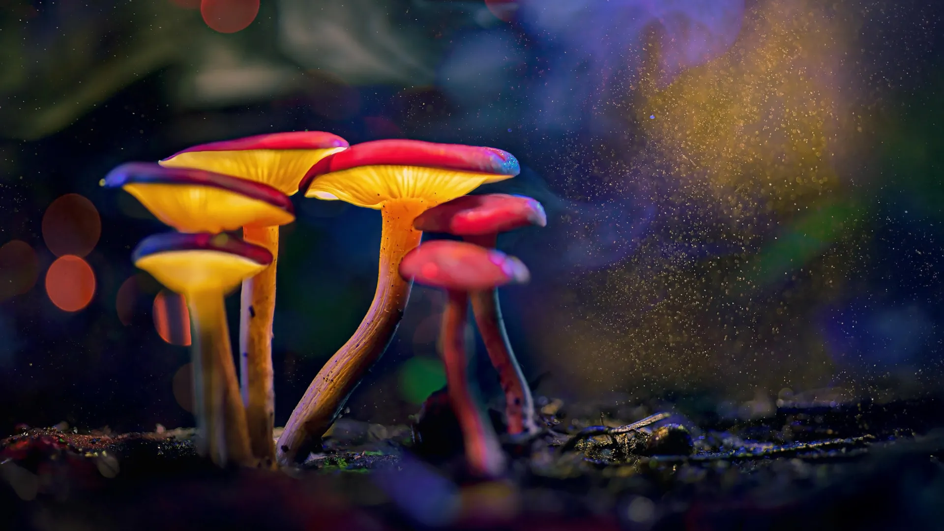 Mushrooms evolved psychedelics twice, baffling scientists