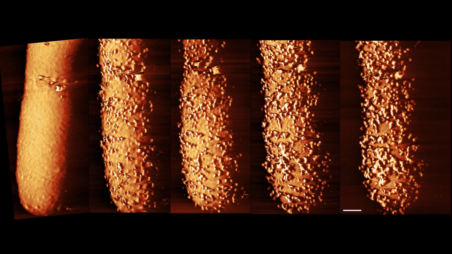 Stunning images reveal how antibiotics shatter bacterial defenses