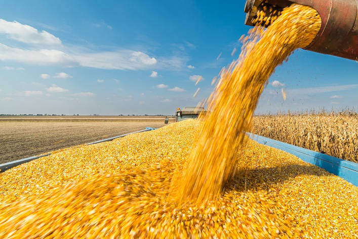 Ukraine is emerging as a key supplier of corn to the EU, rather than wheat.