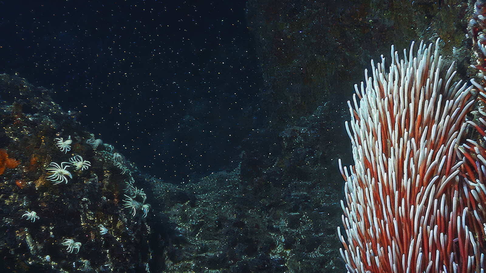 Here’s How Life At The Bottom Of The Ocean Survives Without The Sun