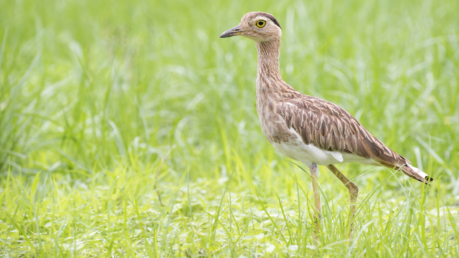This Animal Sighting Is Being Called ‘One Of The Rarest In History’