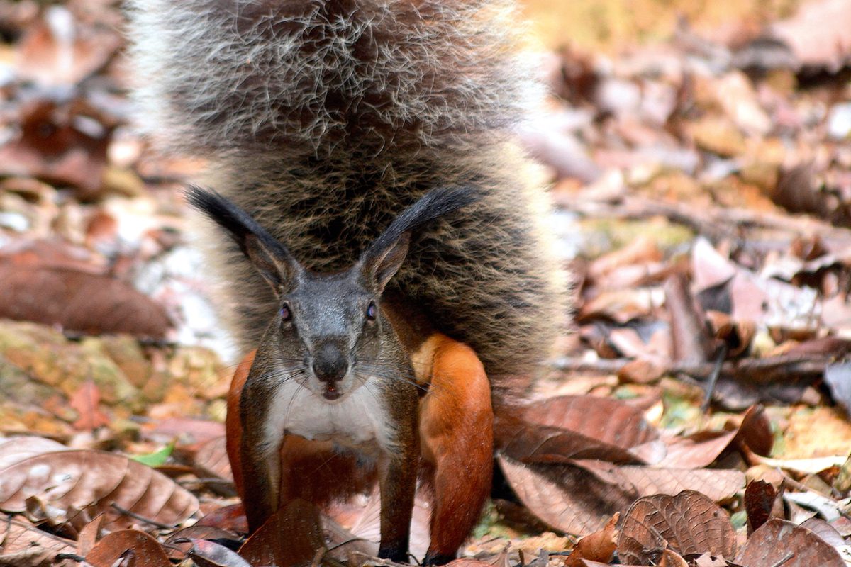 The truth about Borneo’s ‘vampire squirrel’ – and its massive tail