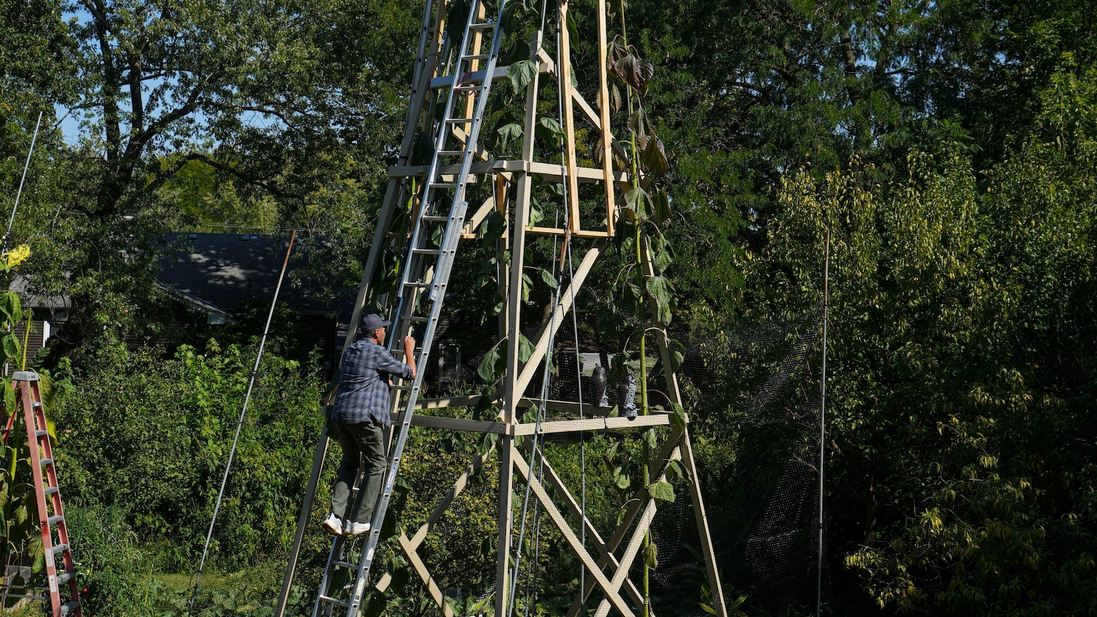 World’s tallest sunflower blooms in an Indiana backyard as a tribute to Ukraine
